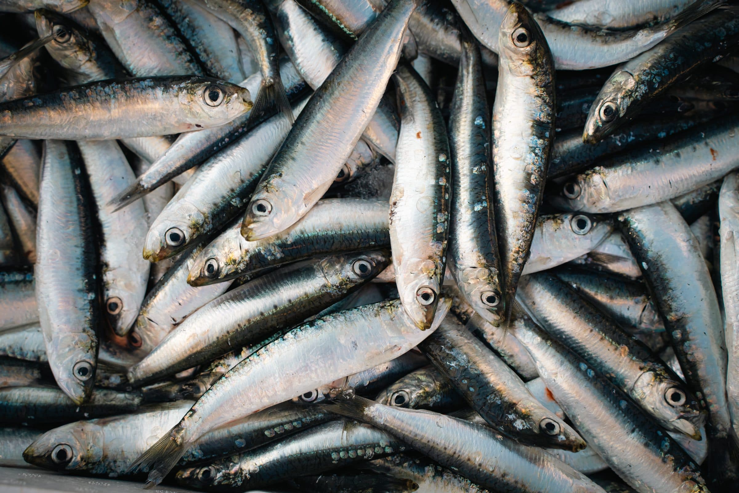 Freshly landed sardines in the crate